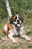 SAINT BERNARD 035